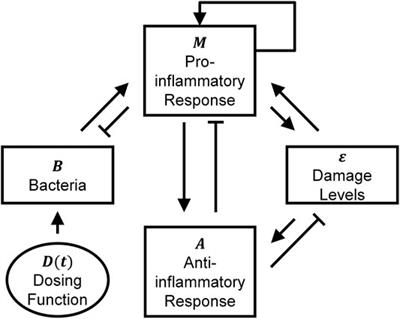 Predicting Experimental Sepsis Survival with a Mathematical Model of Acute Inflammation